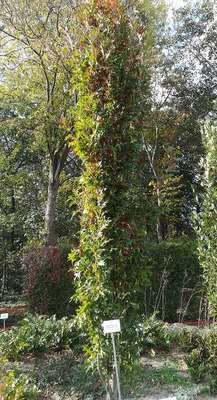 Quercus palustris 'Green Pillar' (pringreen)