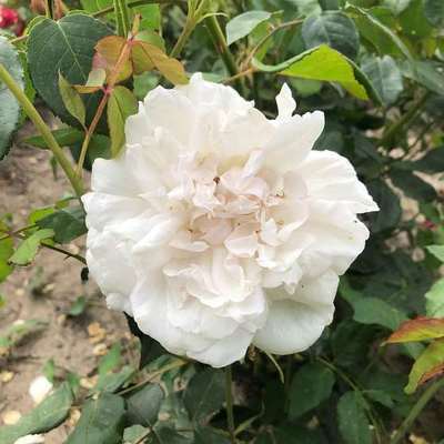 Rosa 'Alfred Carrière' ('mme alfred carrière')