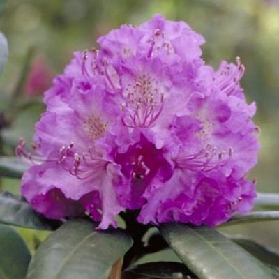 Rhododendron (t) 'Alfred'