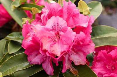 Rhododendron (t) 'Wilgen's Ruby'