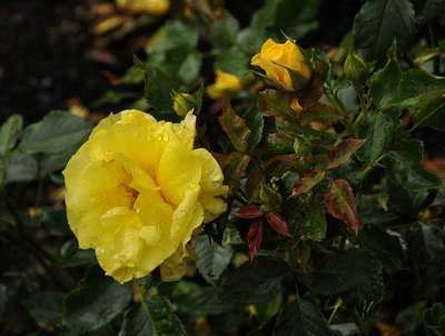 Rosa 'Friesia' adr 1973 ®