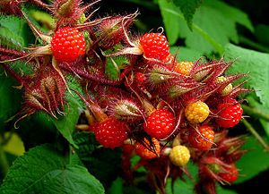 10x Rubus japonais Framboisier du Japon plantes Comestibles Vivaces Habitat faunique fruits Bush