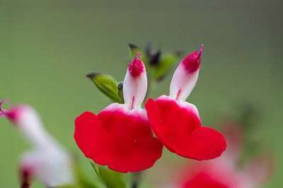 Salvia micr. 'Hot Lips'