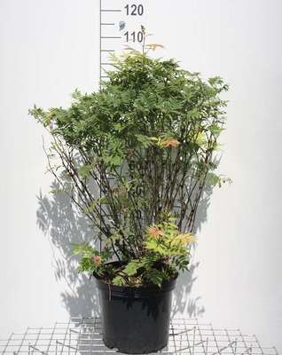 Sorbaria sorbifolia 
