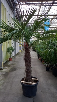 Trachycarpus fortunei (=chamaerops exelsa)