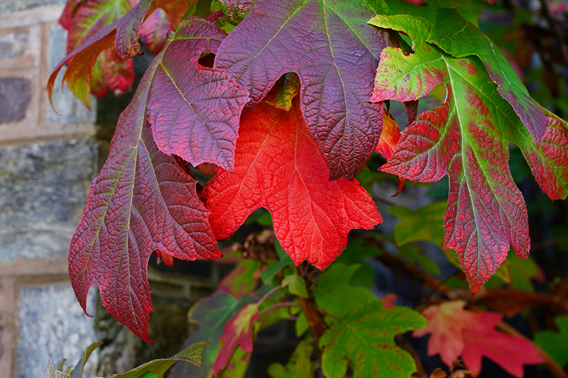 Herfsttinten in kleine tuinen? Denk eens aan de aanplant van sierheesters met interessante herfstkleuren.