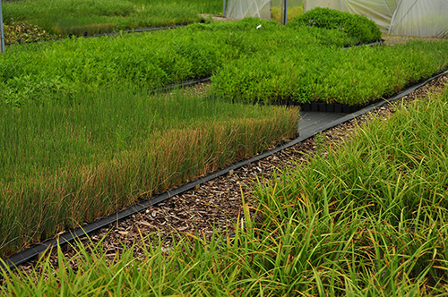 Bio-afbreekbare potten, een milieuvriendelijke oplossing van kweek tot groenaanleg.