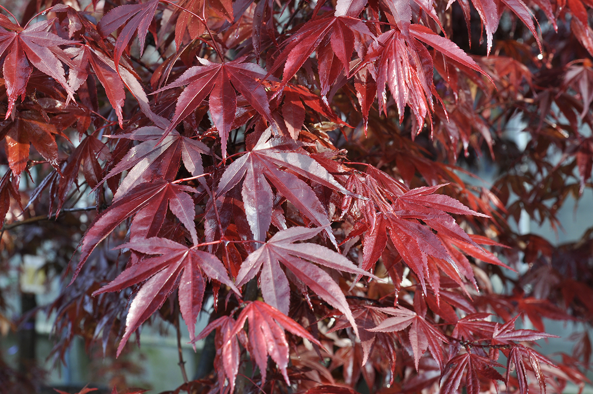 Acer palmatum of de Japanse esdoorn bestaat uit meer dan 1000 soorten. 