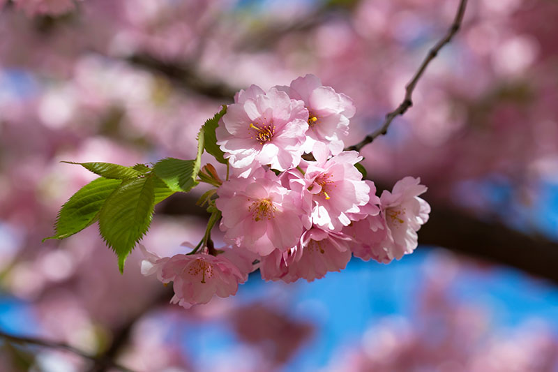 Cerisiers du Japon: quelles sont les variétés existantes et où les installer?